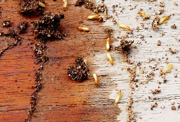 Professional Termite Control Services