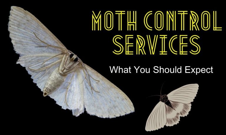 Moth Control Services _ What You Should Expect