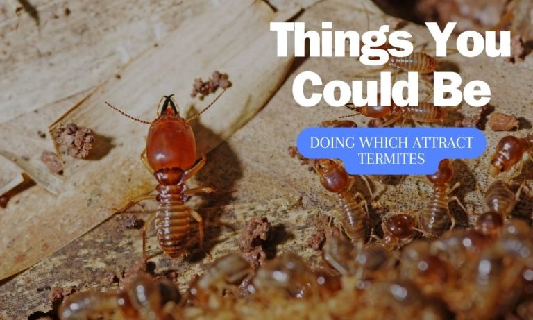 Things You Could Be Doing Which Attract Termites