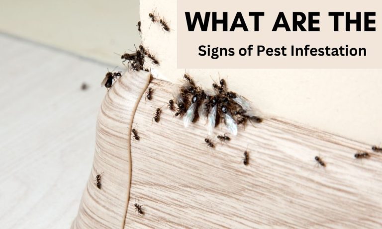 What are The Signs of Pest Infestation