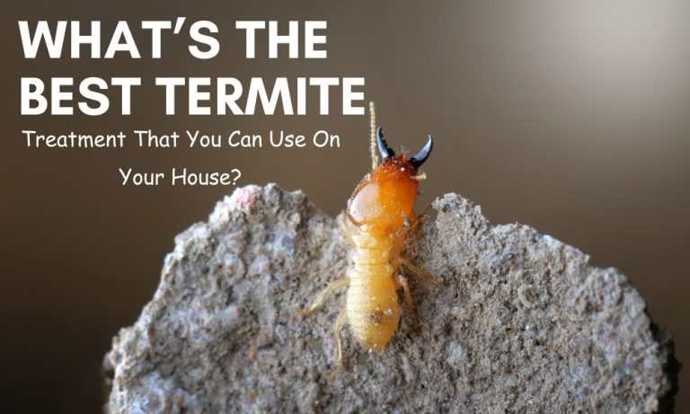 What’s The Best Termite Treatment That You Can Use On Your House
