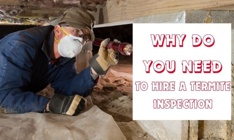 Why Do You Need To Hire A Termite Inspection